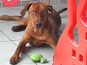 Cachorro raça Srd idade 1 ano nome Toddy