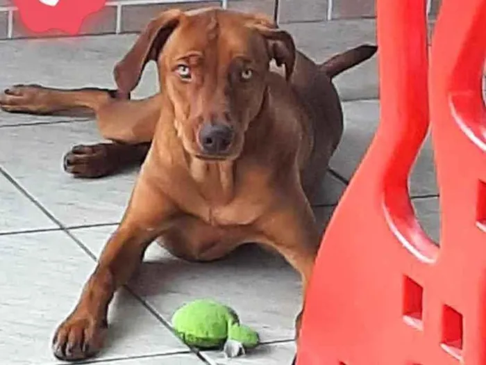 Cachorro ra a Srd idade 1 ano nome Toddy