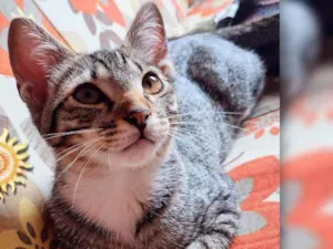 Gato raça SRD idade 2 a 6 meses nome Parça