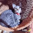 Lua