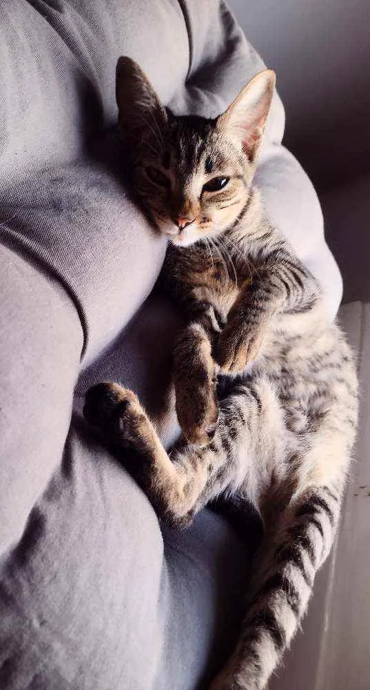 Gato ra a Srd idade 2 a 6 meses nome Lua