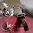 Lua