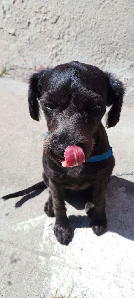 Cachorro ra a srd idade 2 anos nome Bob