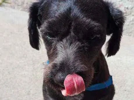 Cachorro ra a srd idade 2 anos nome Bob