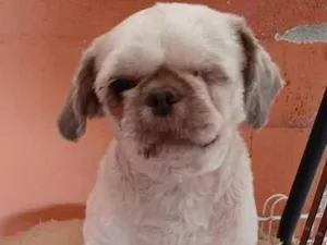 Cachorro raça SRD idade 1 ano nome Arthur-Especial