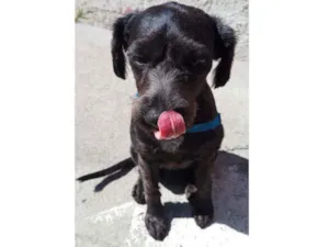 Cachorro raça srd idade 2 anos nome Bob