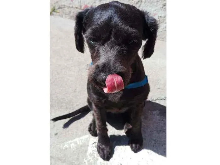 Cachorro ra a srd idade 2 anos nome Bob