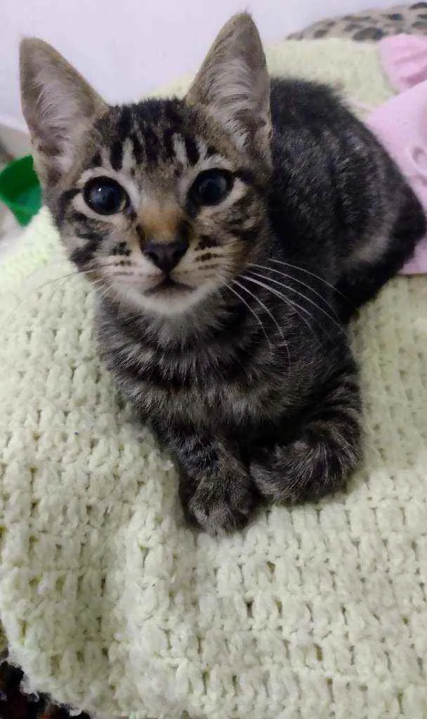 Gato ra a Srd idade 2 a 6 meses nome Sem nomes 