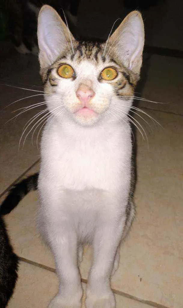 Gato ra a Srd idade 2 a 6 meses nome Sem nomes 