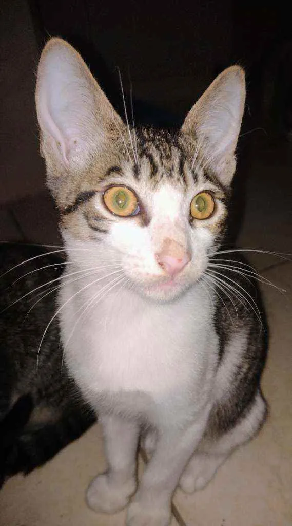 Gato ra a Srd idade 2 a 6 meses nome Sem nomes 