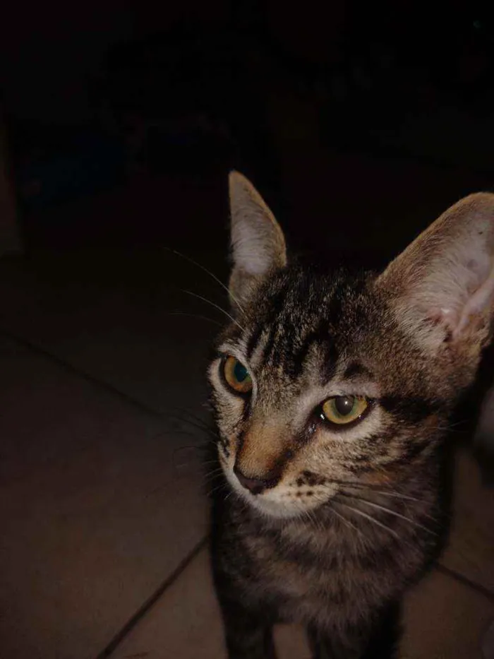 Gato ra a Srd idade 2 a 6 meses nome Sem nomes 