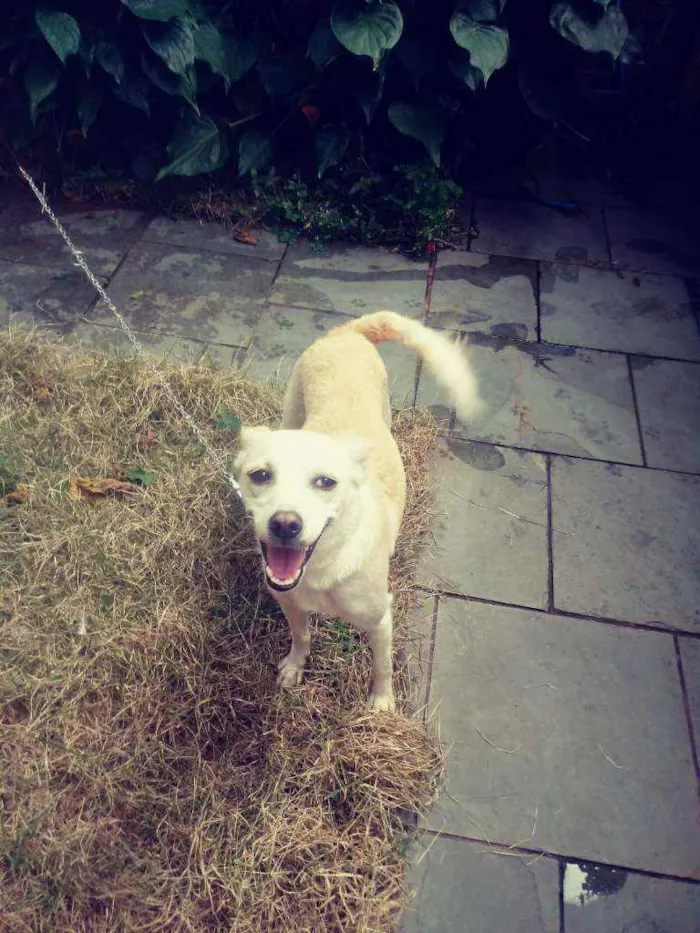 Cachorro ra a SRD idade 1 ano nome Vitória