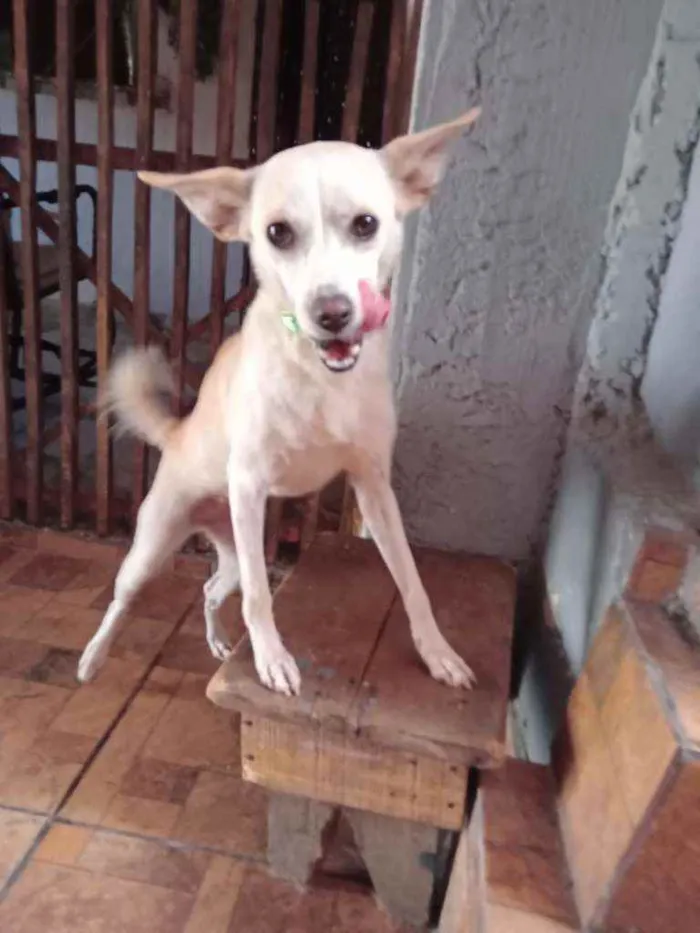 Cachorro ra a SRD idade 1 ano nome Vitória