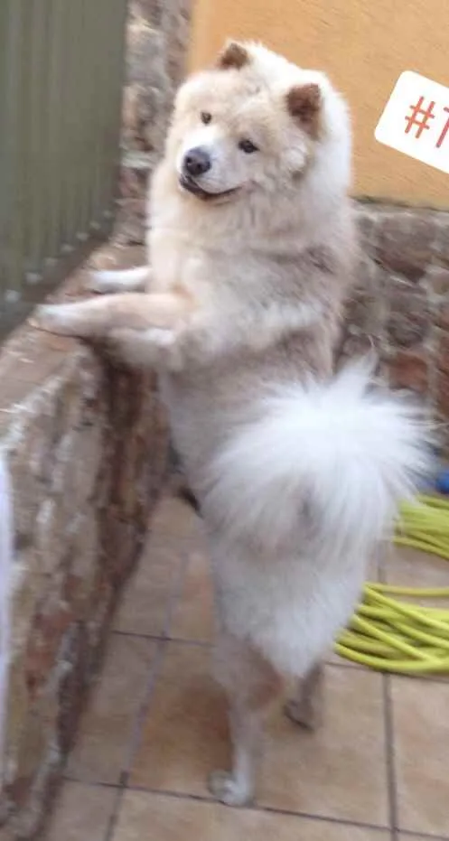 Cachorro ra a Chow chow idade 4 anos nome Toretto