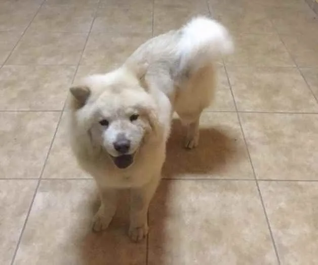 Cachorro ra a Chow chow idade 4 anos nome Toretto