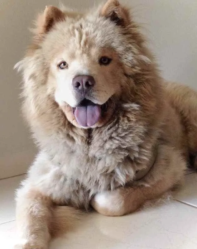 Cachorro ra a Chow chow idade 4 anos nome Toretto