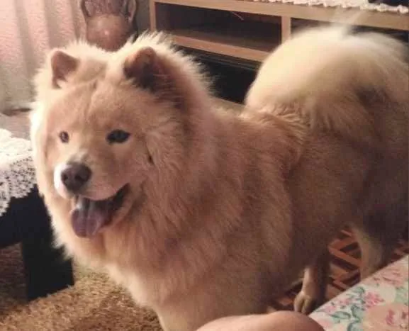 Cachorro ra a Chow chow idade 4 anos nome Toretto