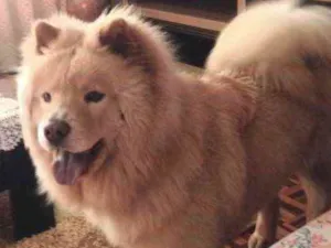 Cachorro raça Chow chow idade 4 anos nome Toretto