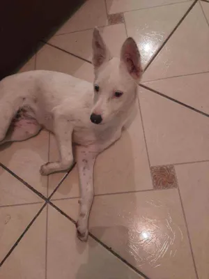 Cachorro raça Raca indefinida idade 2 a 6 meses nome Nao sei o nome 