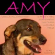 Amy