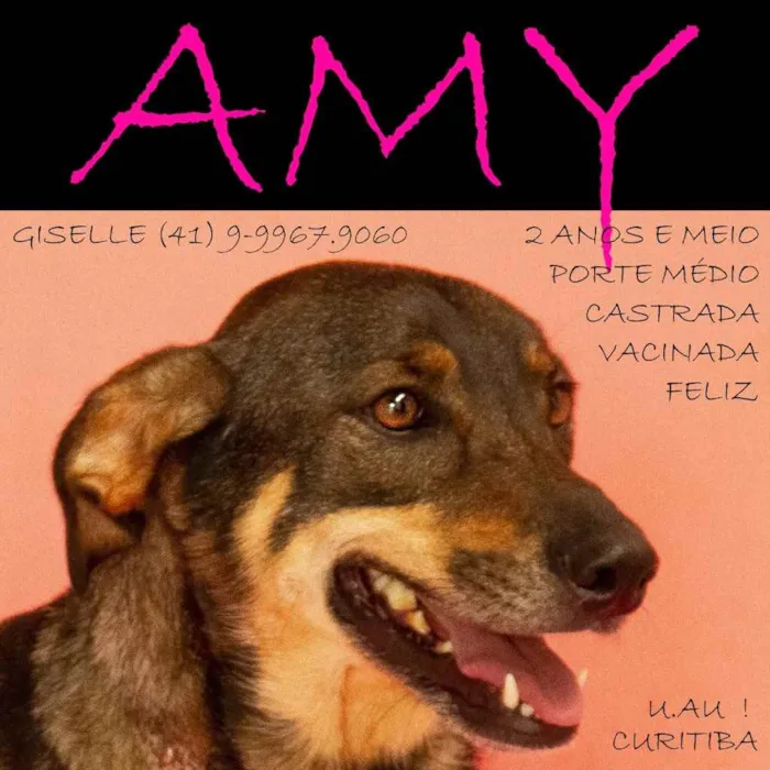 Cachorro ra a Srd idade 2 anos nome Amy