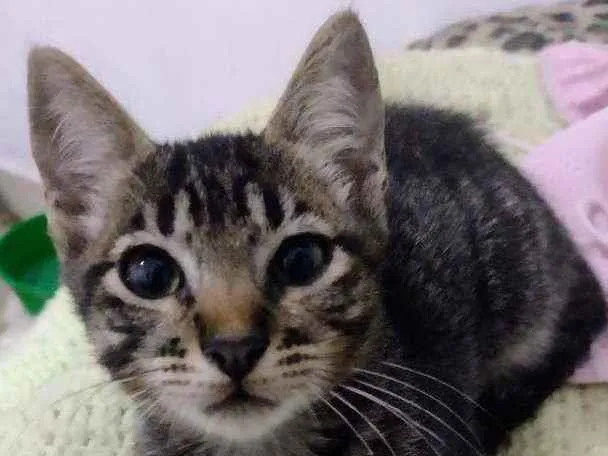 Gato ra a Srd idade 2 a 6 meses nome Sem nomes 