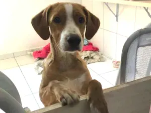 Cachorro raça SRD idade 7 a 11 meses nome Lion 