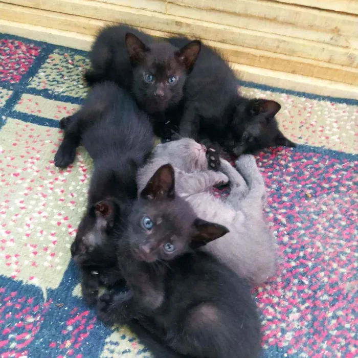 Gato raça vira-lata idade Abaixo de 2 meses nome Ainda não tem nome
