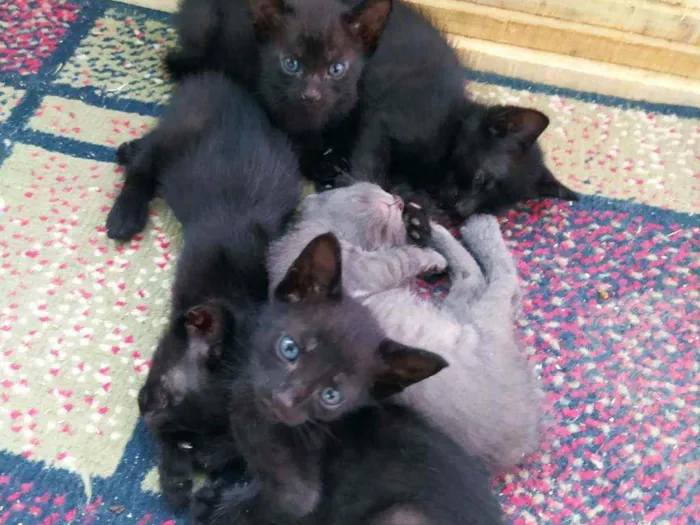 Gato raça vira-lata idade Abaixo de 2 meses nome Ainda não tem nome