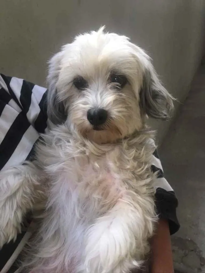 Cachorro ra a Não sabemos  idade  nome Não sabemos 