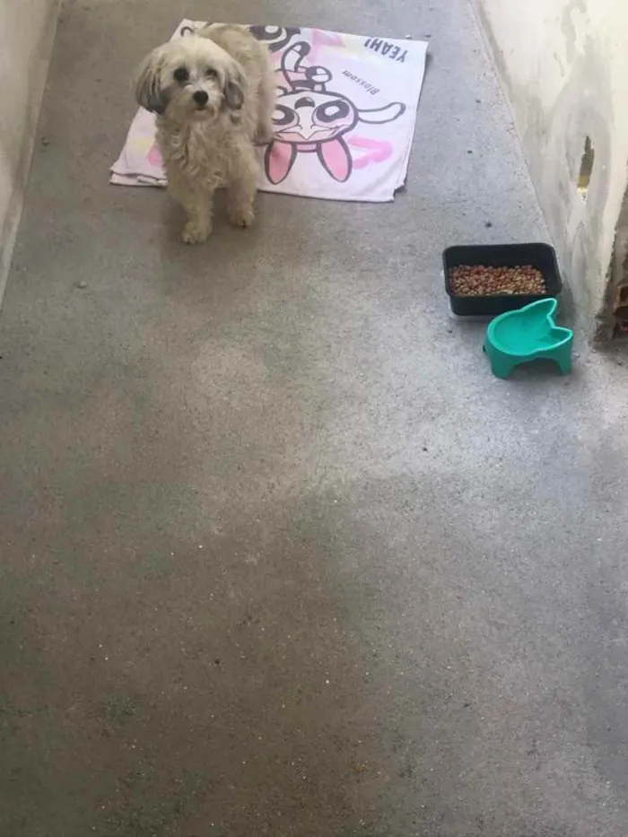 Cachorro ra a Não sabemos  idade  nome Não sabemos 