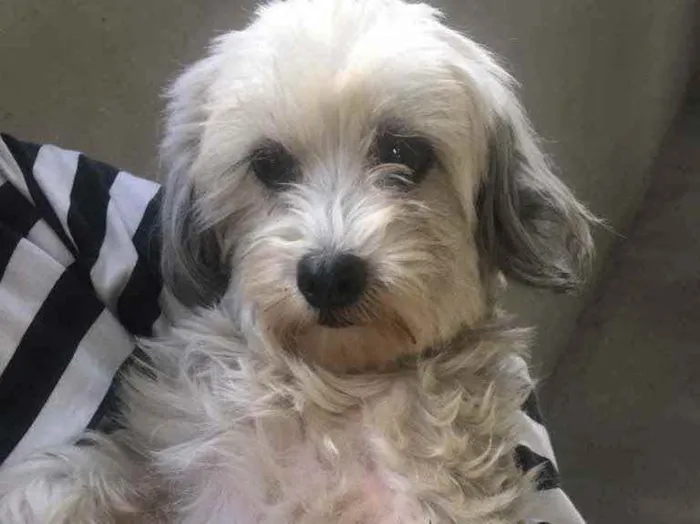 Cachorro ra a Não sabemos  idade  nome Não sabemos 