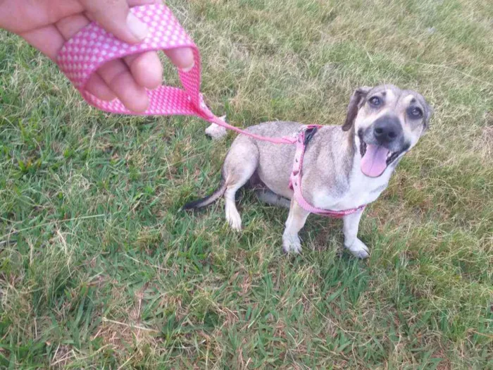 Cachorro raça Castrada idade 1 ano nome Milú