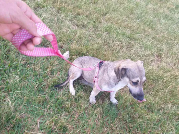 Cachorro raça Castrada idade 1 ano nome Milú