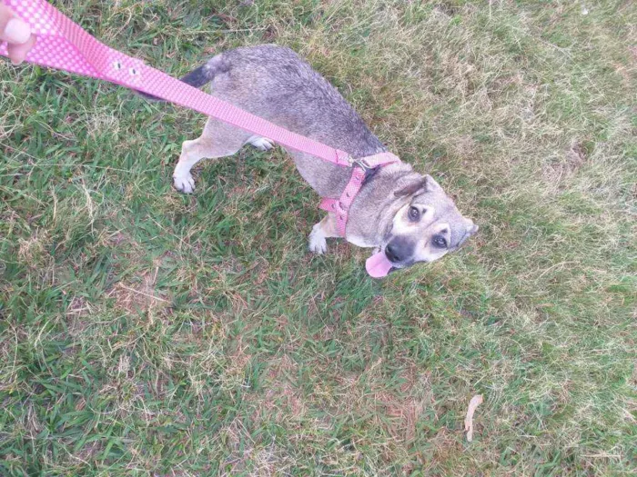 Cachorro raça Castrada idade 1 ano nome Milú