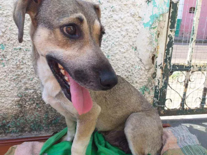 Cachorro raça Castrada idade 1 ano nome Milú