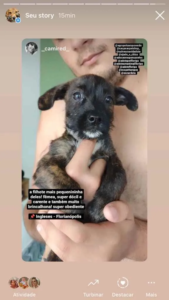 Cachorro ra a  idade 2 a 6 meses nome Não sei 