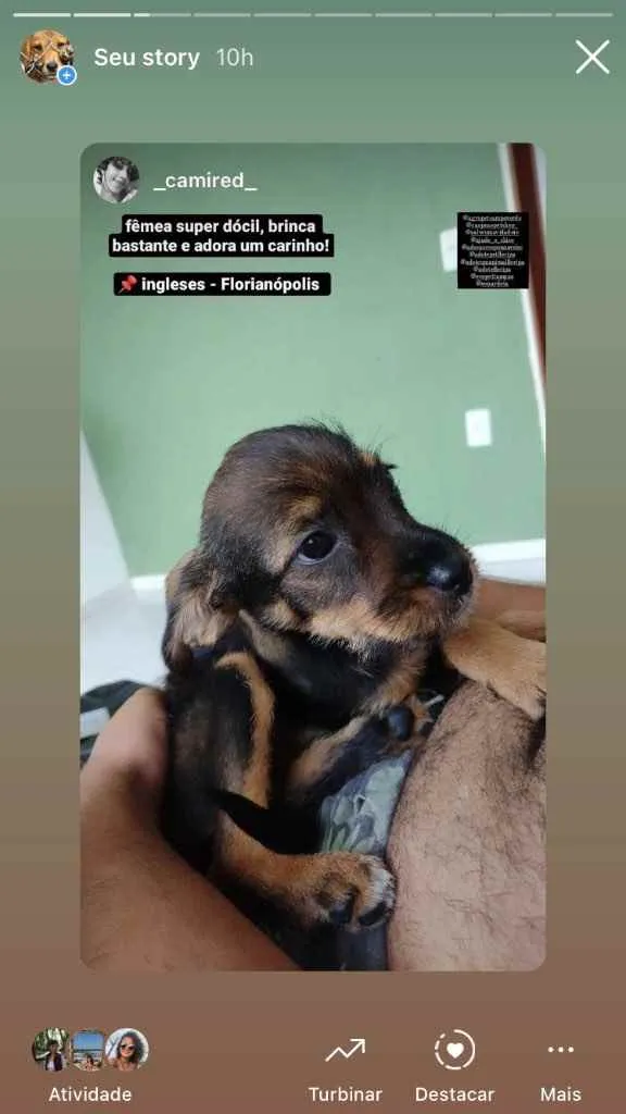 Cachorro ra a  idade 2 a 6 meses nome Não sei 