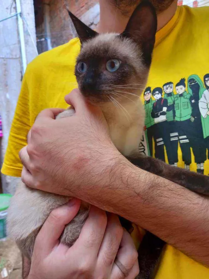 Gato ra a SRD idade 2 a 6 meses nome Alice