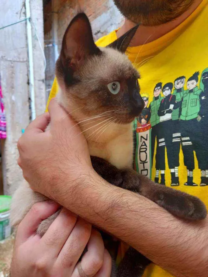Gato ra a SRD idade 2 a 6 meses nome Alice