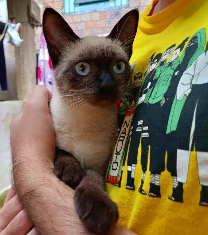 Gato ra a SRD idade 2 a 6 meses nome Alice