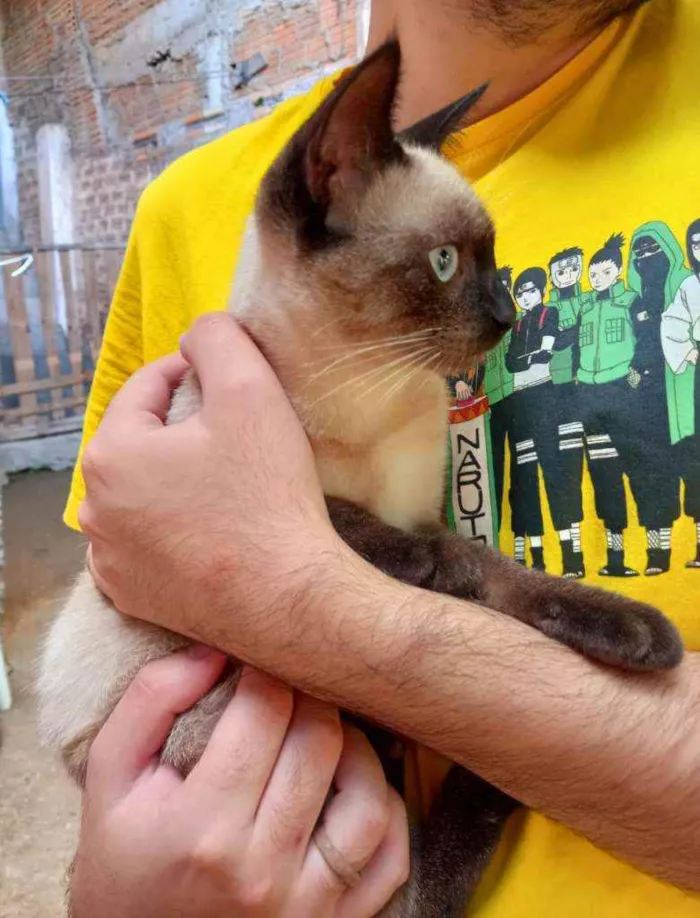Gato ra a SRD idade 2 a 6 meses nome Alice