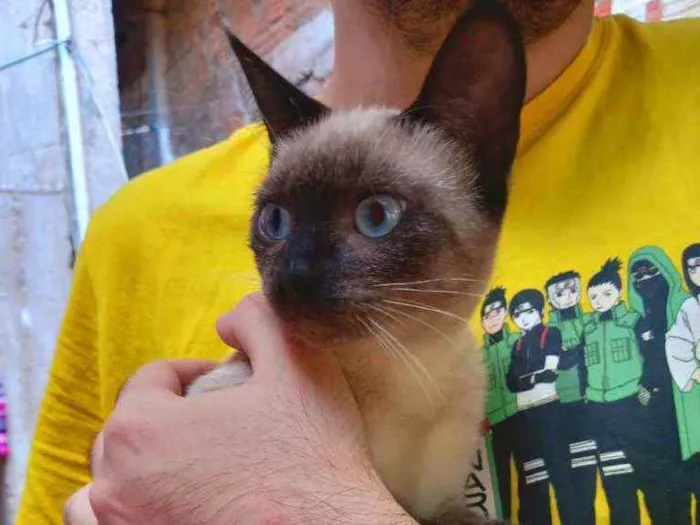 Gato ra a SRD idade 2 a 6 meses nome Alice