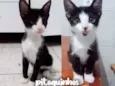 Gato raça SRD - Frajolinha idade 2 a 6 meses nome Pitoquinhos