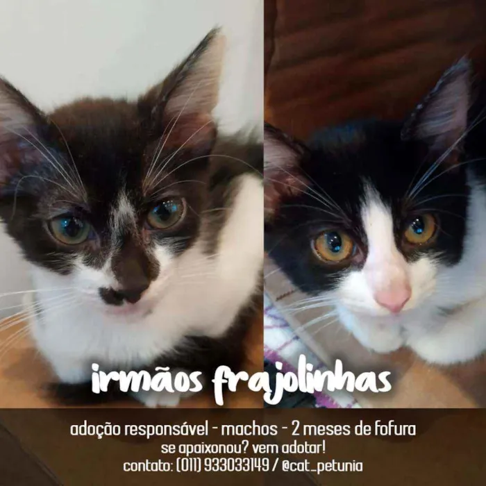 Gato ra a SRD - SEM RAÇA DEFINIDA idade 2 a 6 meses nome Irmãos frajolinhas