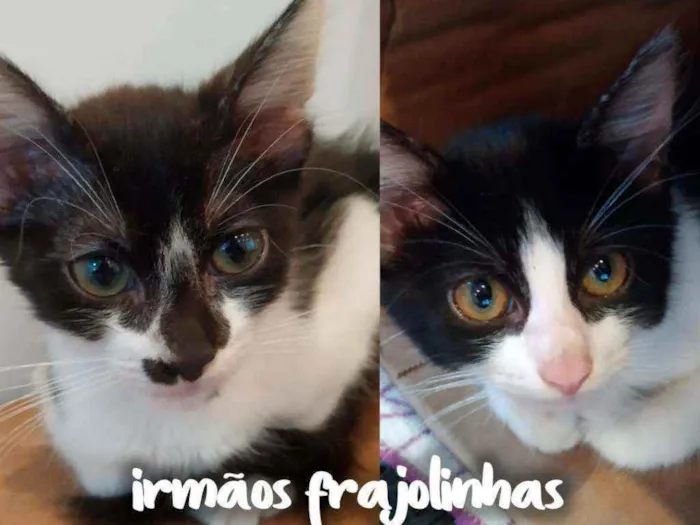 Gato ra a SRD - SEM RAÇA DEFINIDA idade 2 a 6 meses nome Irmãos frajolinhas