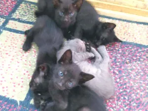 Gato raça vira-lata idade Abaixo de 2 meses nome Ainda não tem nome