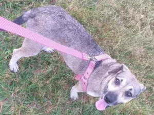 Cachorro raça Castrada idade 1 ano nome Milú