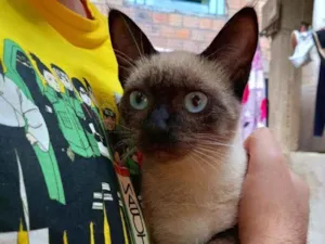 Gato raça SRD idade 2 a 6 meses nome Alice