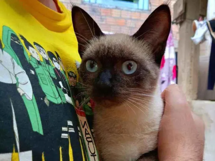 Gato ra a SRD idade 2 a 6 meses nome Alice